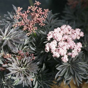 LACED UP® Elderberry Sambucus