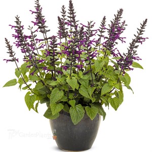 Rockin'® Deep Purple Salvia hybrid