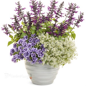 Rockin'® Deep Purple Salvia hybrid