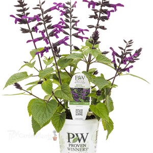Rockin'® Deep Purple Salvia hybrid