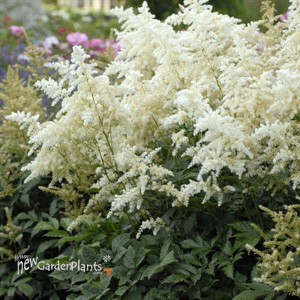 Astilbe 'Deutschland'