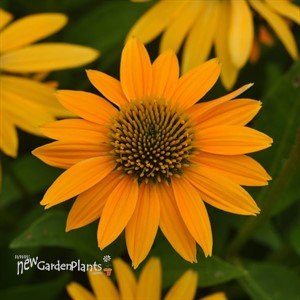 Echinacea Artisan™ Yellow Ombre