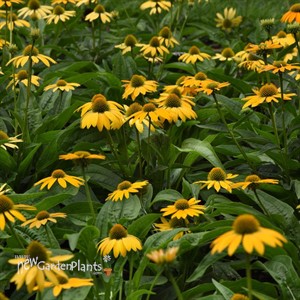 Echinacea Artisan™ Yellow Ombre