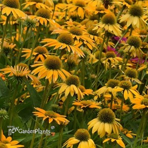 Echinacea Artisan™ Yellow Ombre