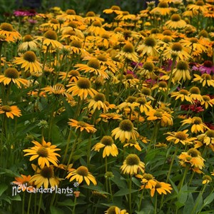 Echinacea Artisan™ Yellow Ombre
