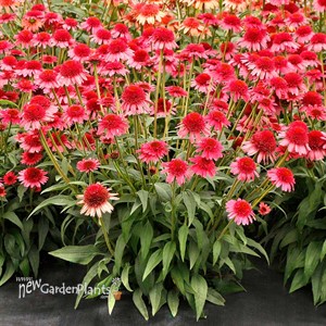 Echinacea CARA MIA™ ‘Carmine’