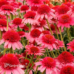 Echinacea CARA MIA™ ‘Carmine’