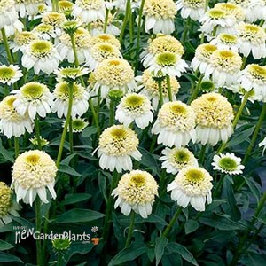Echinacea CARA MIA™ ‘Sands’