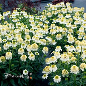Echinacea CARA MIA™ ‘Sands’