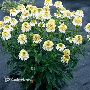 Echinacea CARA MIA™ ‘Sands’