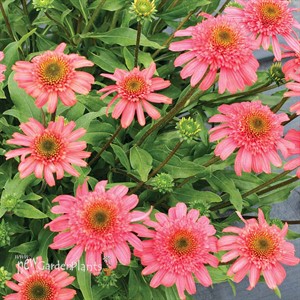 Echinacea CARA MIA™ ‘Seashell’