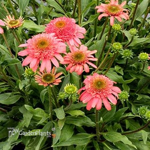 Echinacea CARA MIA™ ‘Seashell’