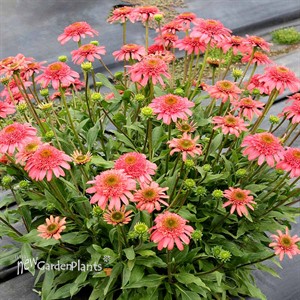 Echinacea CARA MIA™ ‘Seashell’