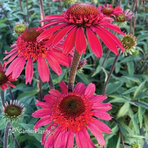 Echinacea CARA MIA™ ‘Spicy’
