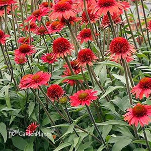 Echinacea CARA MIA™ ‘Spicy’