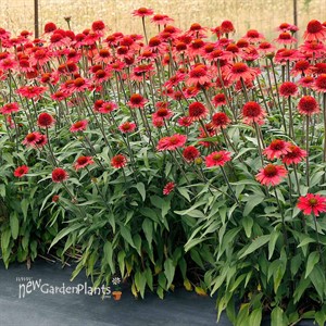 Echinacea CARA MIA™ ‘Spicy’