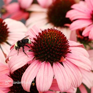 Echinacea DARK SHADOWS™ ‘Mystic’