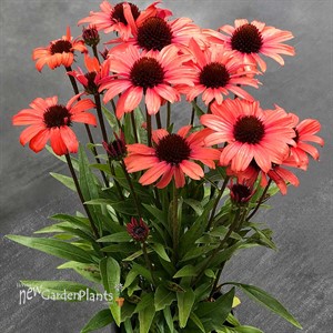 Echinacea DARK SHADOWS™ ‘Mystic’