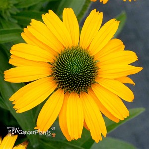 Echinacea PRIMA™ ‘Amarillo’