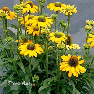 Echinacea PRIMA™ ‘Amarillo’