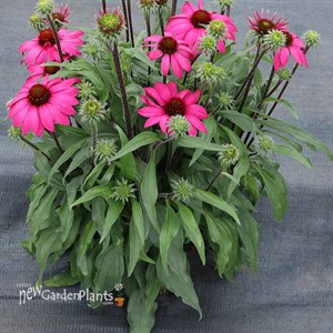 Echinacea PRIMA™ ‘Berry’