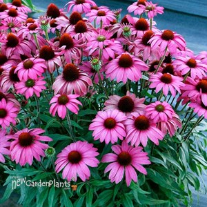 Echinacea PRIMA™ ‘Berry’