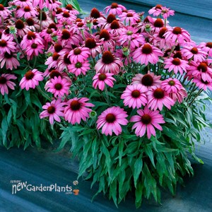 Echinacea PRIMA™ ‘Berry’