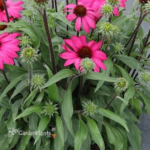 Echinacea PRIMA™ ‘Berry’