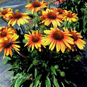 Echinacea PRIMA™ ‘Tiger’