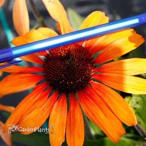 Echinacea PRIMA™ ‘Tiger’