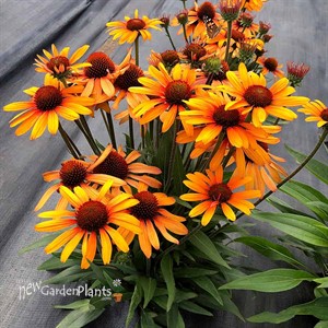 Echinacea PRIMA™ ‘Tiger’