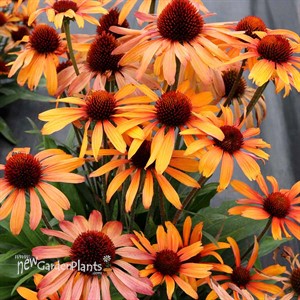 Echinacea PRIMA™ ‘Tiger’