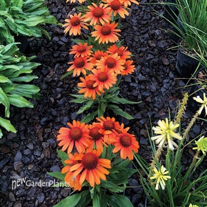 Echinacea PRIMA™ ‘Tiger’