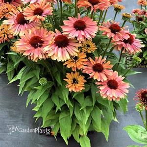 Echinacea FRESCO™ ‘Apricot’
