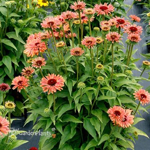 Echinacea FRESCO™ ‘Apricot’