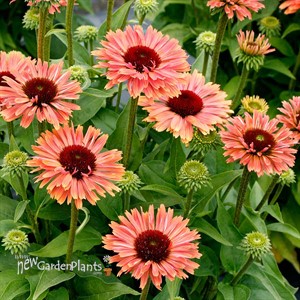 Echinacea FRESCO™ ‘Apricot’