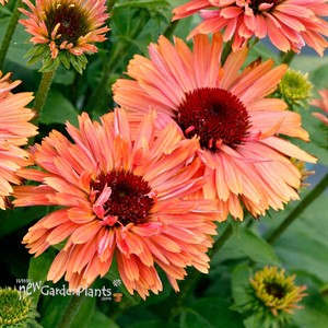 Echinacea FRESCO™ ‘Apricot’