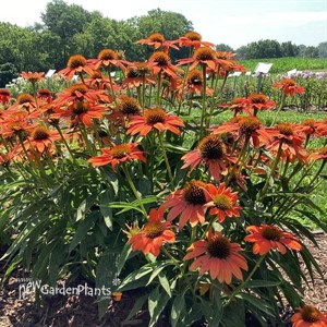Echinacea Artisan Collection Soft Orange