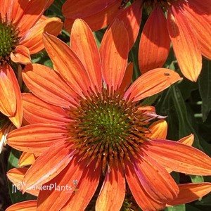 Echinacea Artisan Collection Soft Orange