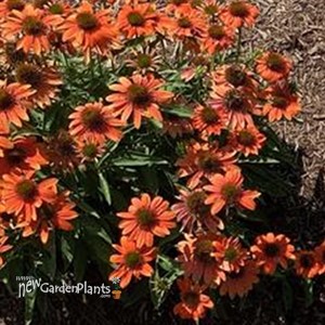 Echinacea Artisan Collection Soft Orange