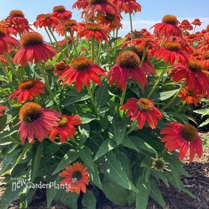 Artisan Red Ombre Echinacea