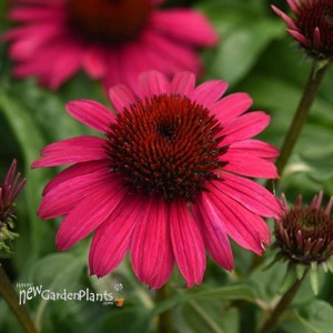 Poco™ Hot Pink Echinacea Sombrero