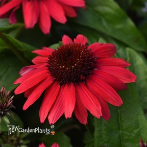 Echinacea Sombrero Poco™ Red