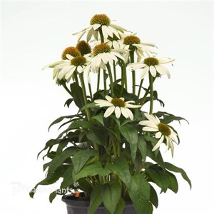 Poco™ White Echinacea Sombrero 