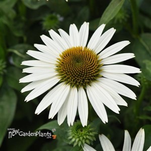 Poco™ White Echinacea Sombrero 