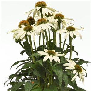 Poco™ White Echinacea Sombrero 
