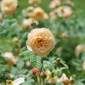 Flavorette Honey-Apricot Rose Rosa x