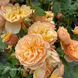 Flavorette Honey-Apricot Rose Rosa x