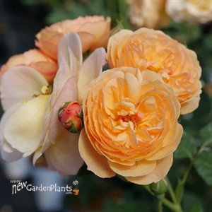 Flavorette Honey-Apricot Rose Rosa x