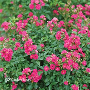 Rose OSO EASY PEASY®